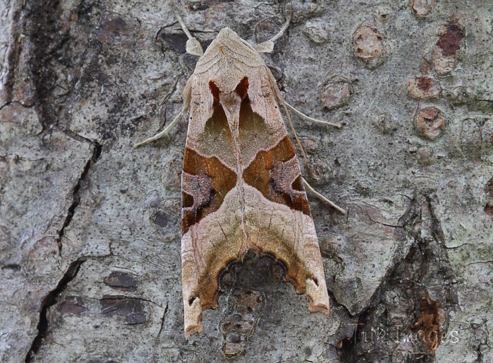 IMAGE: http://www.trikimages.co.uk/image/angle%20shades.jpg