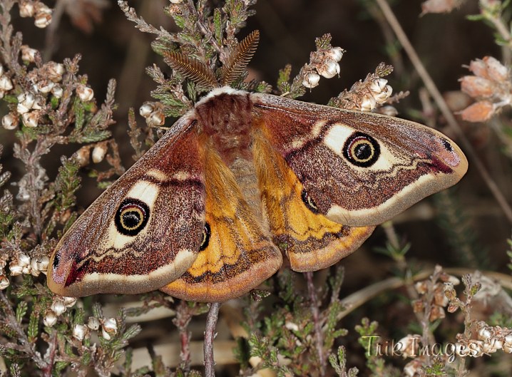 IMAGE: http://www.trikimages.co.uk/image/emperor%20moth.jpg