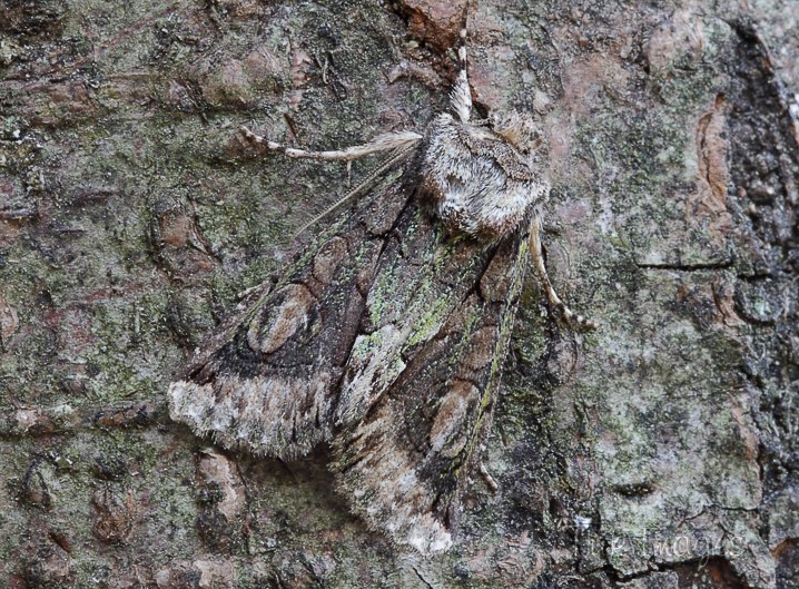 IMAGE: http://www.trikimages.co.uk/image/green-brindled%20crescent.jpg