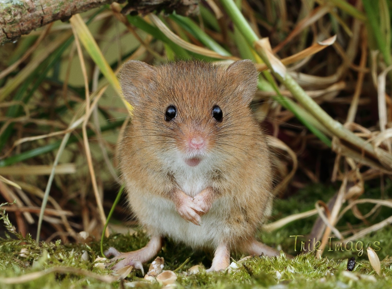 IMAGE: http://www.trikimages.co.uk/image/harvest%20mouse_0615.jpg