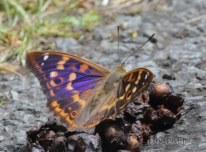 IMAGE: http://www.trikimages.co.uk/image/lesser%20purple%20emperor_3.jpg