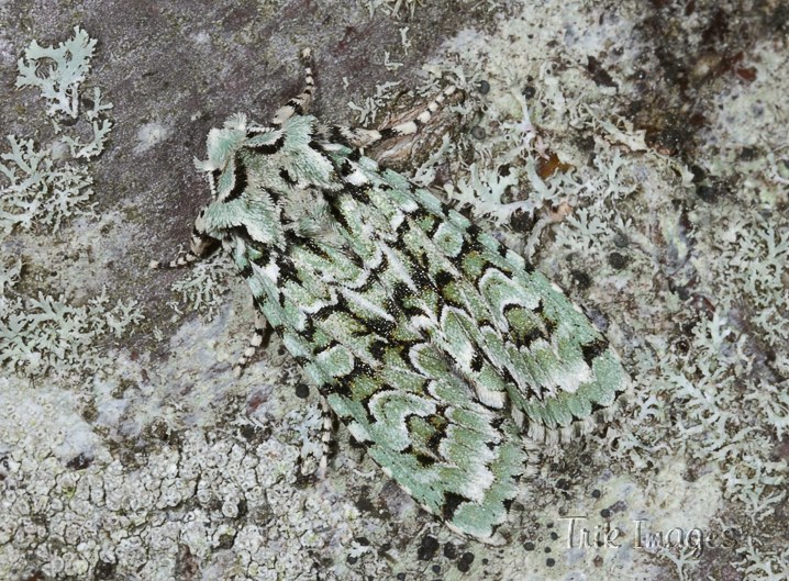 IMAGE: http://www.trikimages.co.uk/image/merveille%20du%20jour.jpg