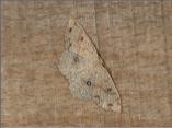 Birch Mocha