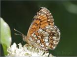 False Heath Fritillary