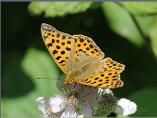Queen of Spain Fritillary