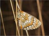 Meadow Fritillary
