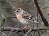 Female Brambling