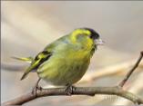 Siskin