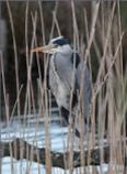 Grey Heron