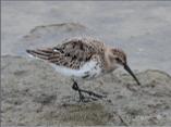 Dunlin