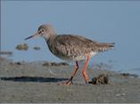 Common Redshank