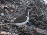 Common Sandpiper