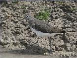 Green Sandpiper