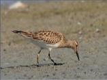 Pectoral Sandpiper