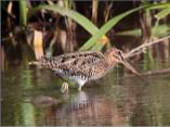 Common Snipe