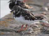Turnstone