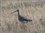 Whimbrel
