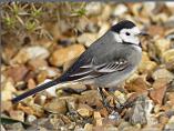 White Wagtail
