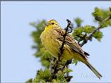 Yellowhammer