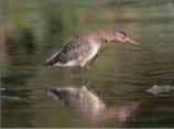 Black-tailed Godwit