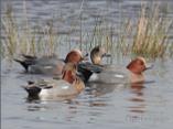 Wigeon Group