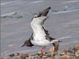Turnstone
