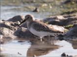 Dunlin