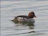 Female Goldeneye