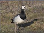 Barnacle Goose