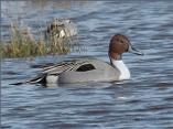 Pintail