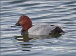 Pochard