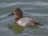 Female Pochard