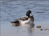 Scaup