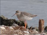 Spotted Redshank