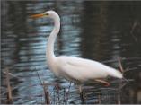 Great White Egret