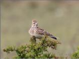 Skylark