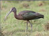 Glossy Ibis