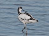 Avocet