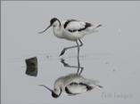 Avocet
