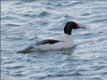 Goosander
