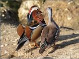 Mandarin Ducks
