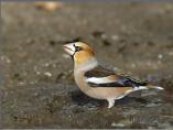 Hawfinch