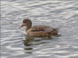 Female Gadwall