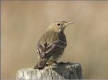 Meadow Pipit