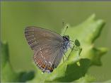Ilex Hairstreak