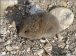 Field Vole