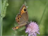 Large Wall Brown