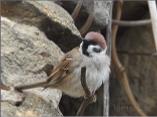 Tree Sparrow