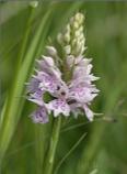 Common Spotted Orchid