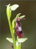 Flly Orchid